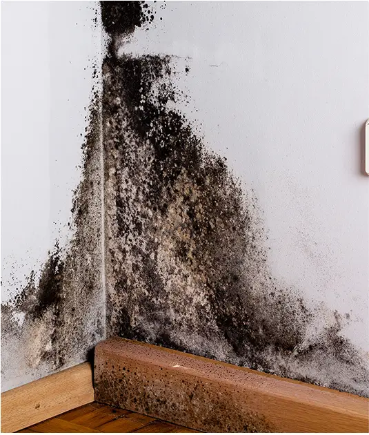 Severe black mold and moisture damage on the interior wall and baseboard caused by water intrusion, illustrating RainWise mold prevention and leak repair services in Portland